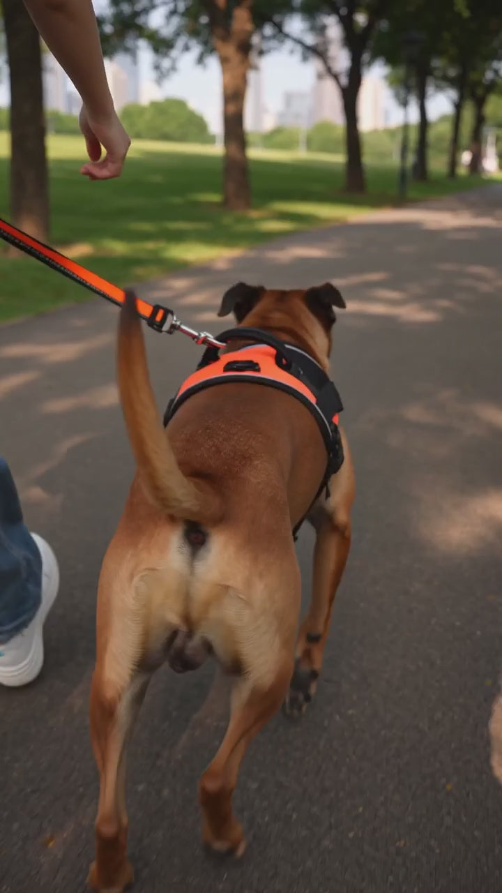 Load video: 🫶 Comfort-Fit Vest: spreads pulling force across the chest and back for calmer walks.